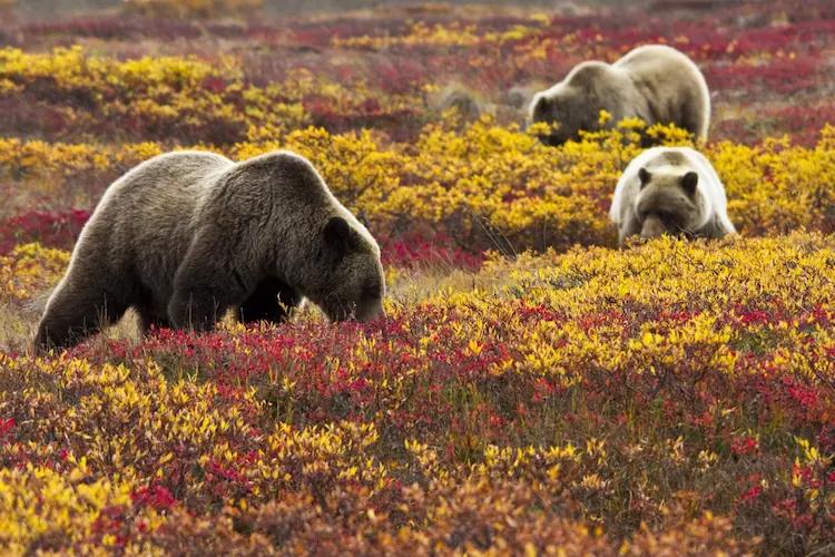 Denali National Park