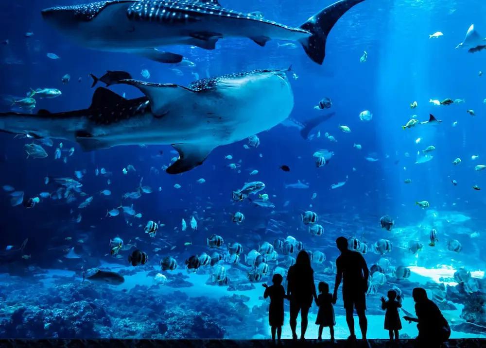 Georgia Aquarium