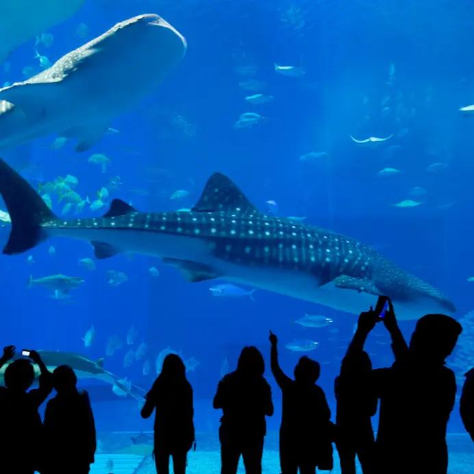 Shedd Aquarium