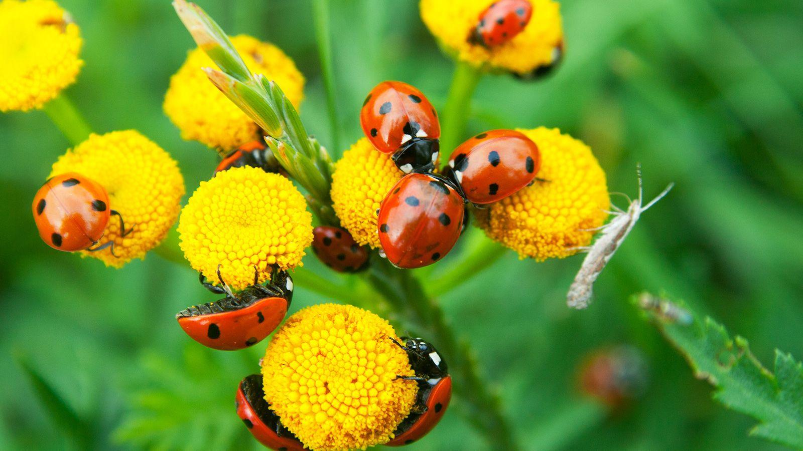 lady bugs