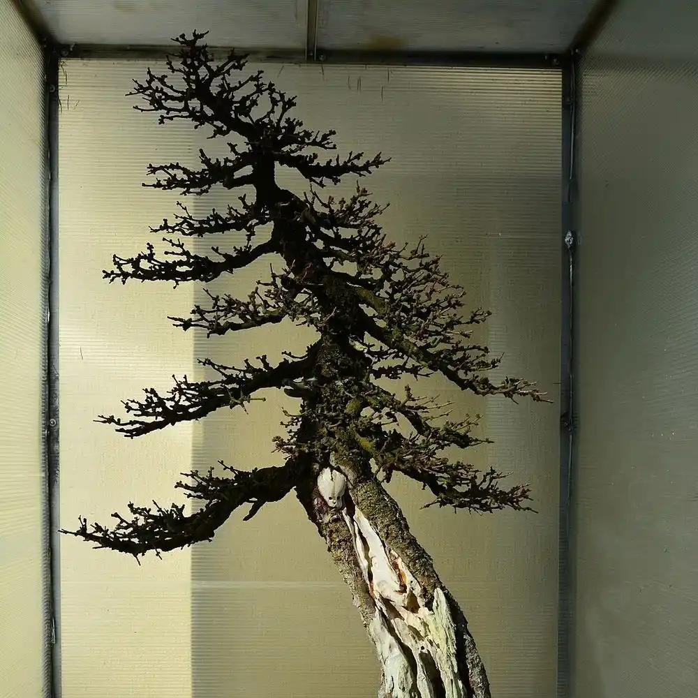 Pacific Bonsai Museum