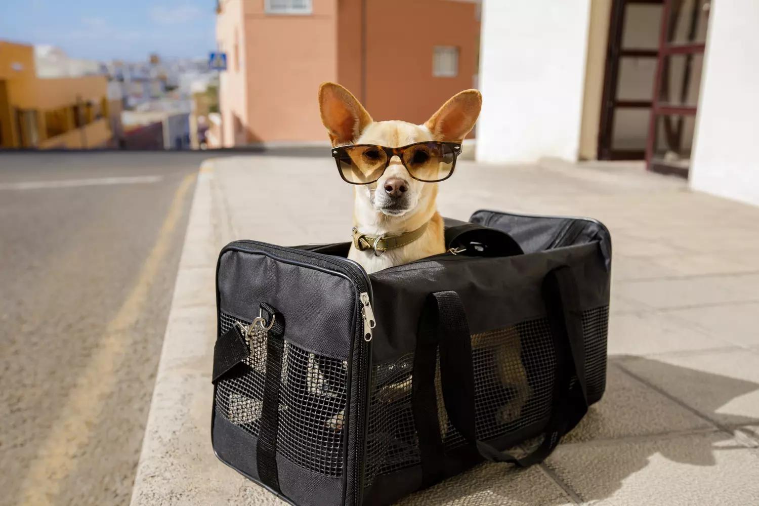 Moving with a Pet: Pet-Friendly Moving Tips and More SVL
