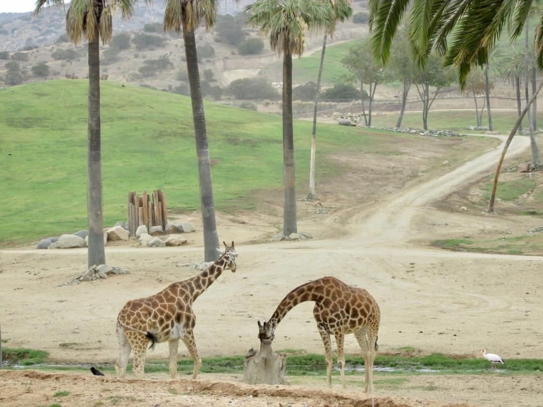 Landmark Park (Zoo) SVL