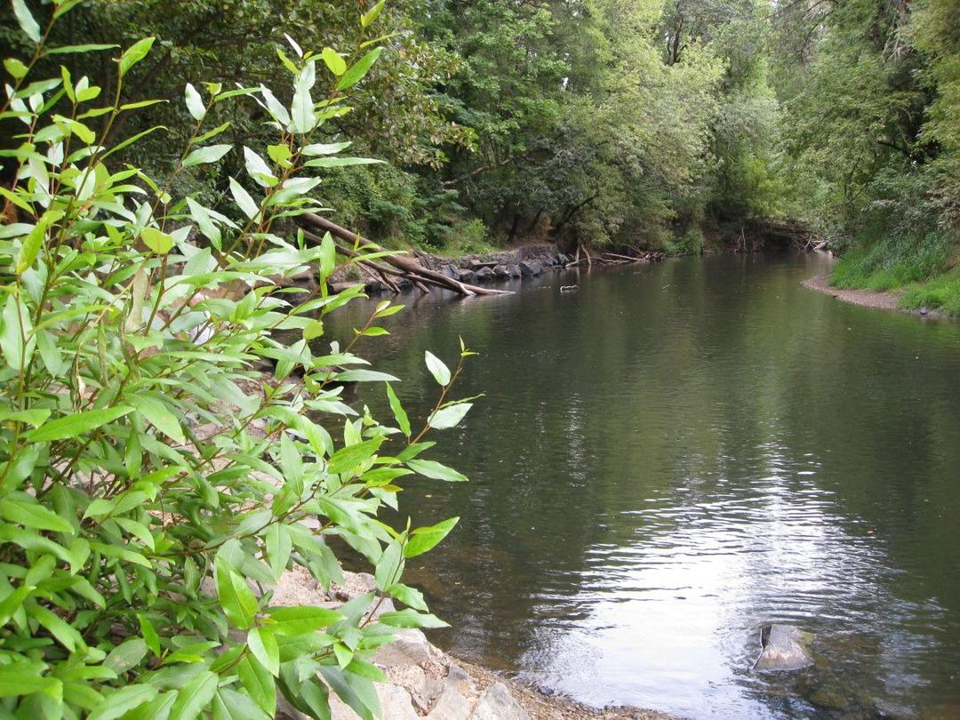 Avery Park SVL