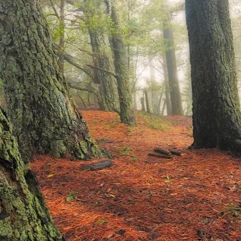Tilden Regional Park