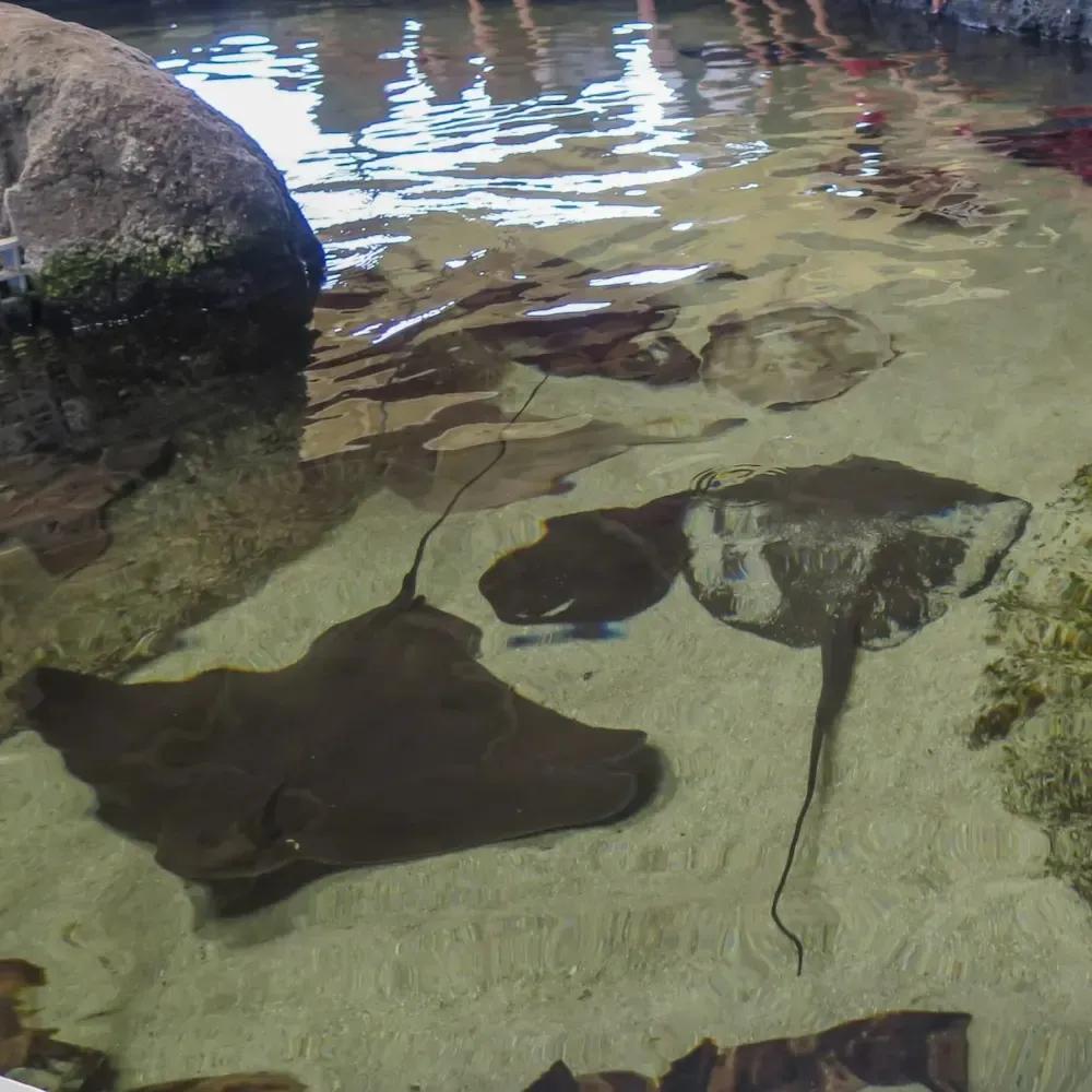 Living Coast Discovery Center Chula Vista