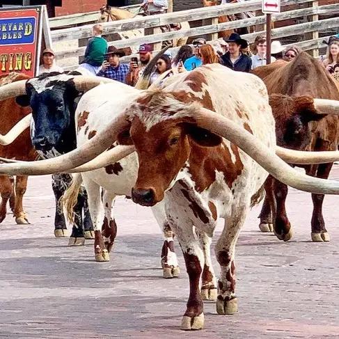 Fort Worth Stockyards