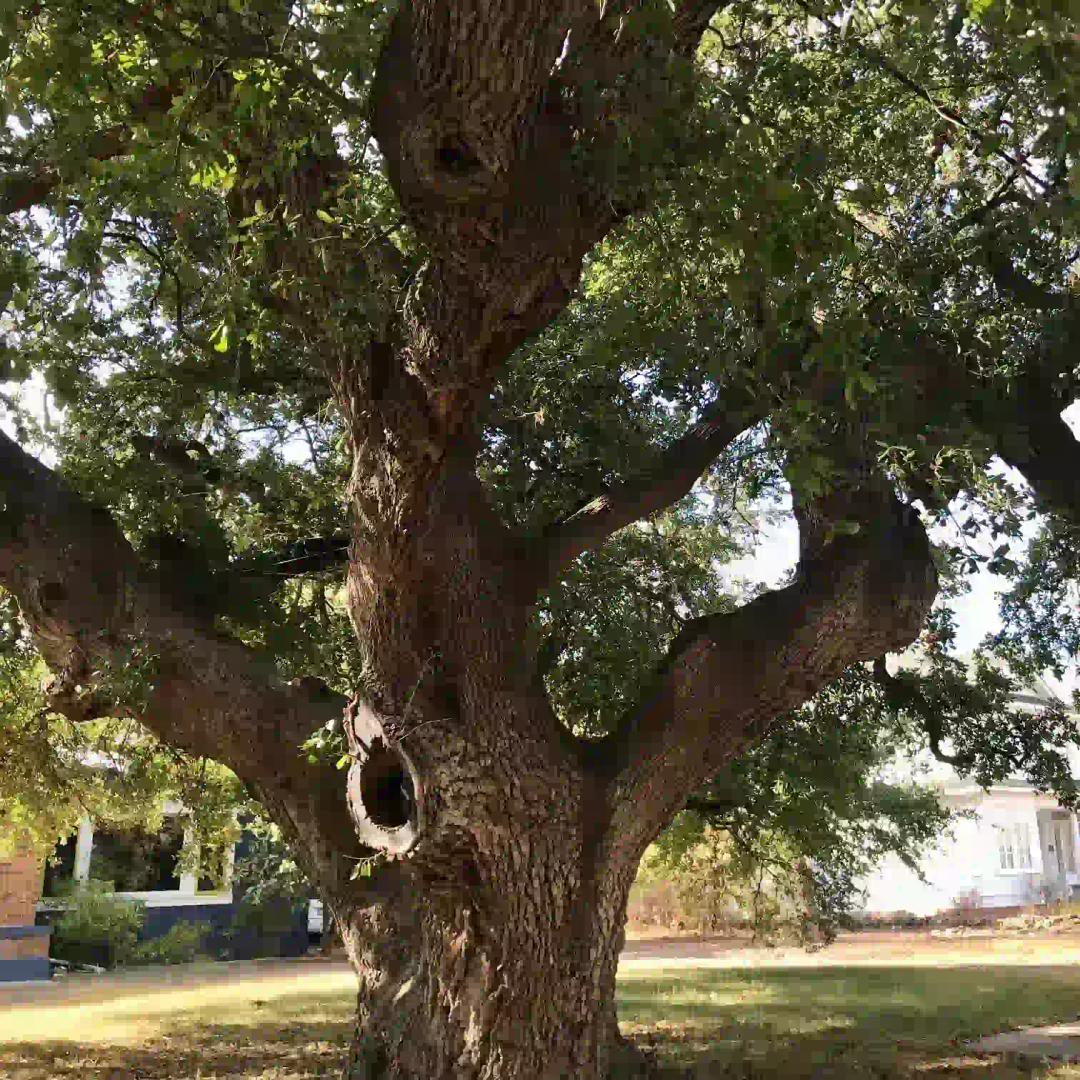 Kyle Auction Oak SVL